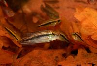 Monterfisk - ciklider/Apistogramma sp.