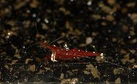 Monterskaldjur - räka/Caridina sp. 'cardinal'