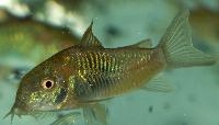 Monterfisk - malar/Corydoras sp. 'Venezuela'