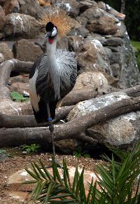 Palmitos Park, Gran Canaria - Diverse