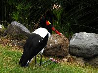 Palmitos Park, Gran Canaria - Diverse