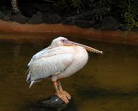 Palmitos Park, Gran Canaria - Diverse