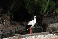 Palmitos Park, Gran Canaria - Diverse