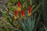 Palmitos Park, Gran Canaria - Diverse