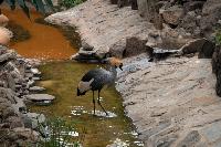 Palmitos Park, Gran Canaria - Diverse