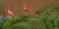 Palmitos Park, Gran Canaria - Diverse