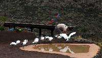 Palmitos Park, Gran Canaria - Uppvisning