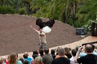 Palmitos Park, Gran Canaria - Uppvisning