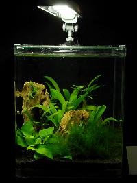 Söndag-Mässa-Nanoakvarium-17