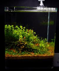 Söndag-Mässa-Nanoakvarium-26