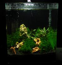 Söndag-Mässa-Nanoakvarium-27