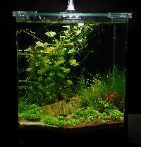 Söndag-Mässa-Nanoakvarium-28