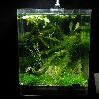 Söndag-Mässa-Nanoakvarium-29