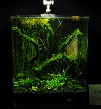 Söndag-Mässa-Nanoakvarium-30