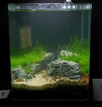 Söndag-Mässa-Nanoakvarium-31