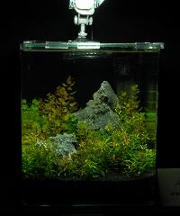 Söndag-Mässa-Nanoakvarium-32