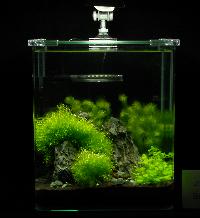 Söndag-Mässa-Nanoakvarium-36