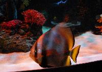 Sea Life, Timmendorfer Strand, Tyskland