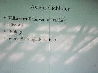 AB-L_rdag-Asiens_Cichlider-Erik_hlanderDSC_0135.jpg