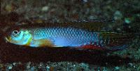 Söndag-Dwarfcichlids from west- and centralafrica/Anton Lamboj