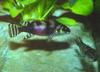 Söndag-Dwarfcichlids from west- and centralafrica/Anton Lamboj