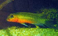 C-S_ndag-Dwarf_Cichlids_from_west-_and_central_Africa-LambojDSC_0341.jpg