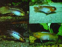 Söndag-Dwarfcichlids from west- and centralafrica/Anton Lamboj