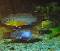 Söndag-Dwarfcichlids from west- and centralafrica/Anton Lamboj