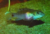 C-S_ndag-Dwarf_Cichlids_from_west-_and_central_Africa-LambojDSC_0354.jpg