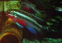 C-S_ndag-Dwarf_Cichlids_from_west-_and_central_Africa-LambojDSC_0360.jpg