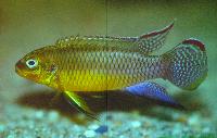 Söndag-Dwarfcichlids from west- and centralafrica/Anton Lamboj