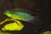 Söndag-Dwarfcichlids from west- and centralafrica/Anton Lamboj