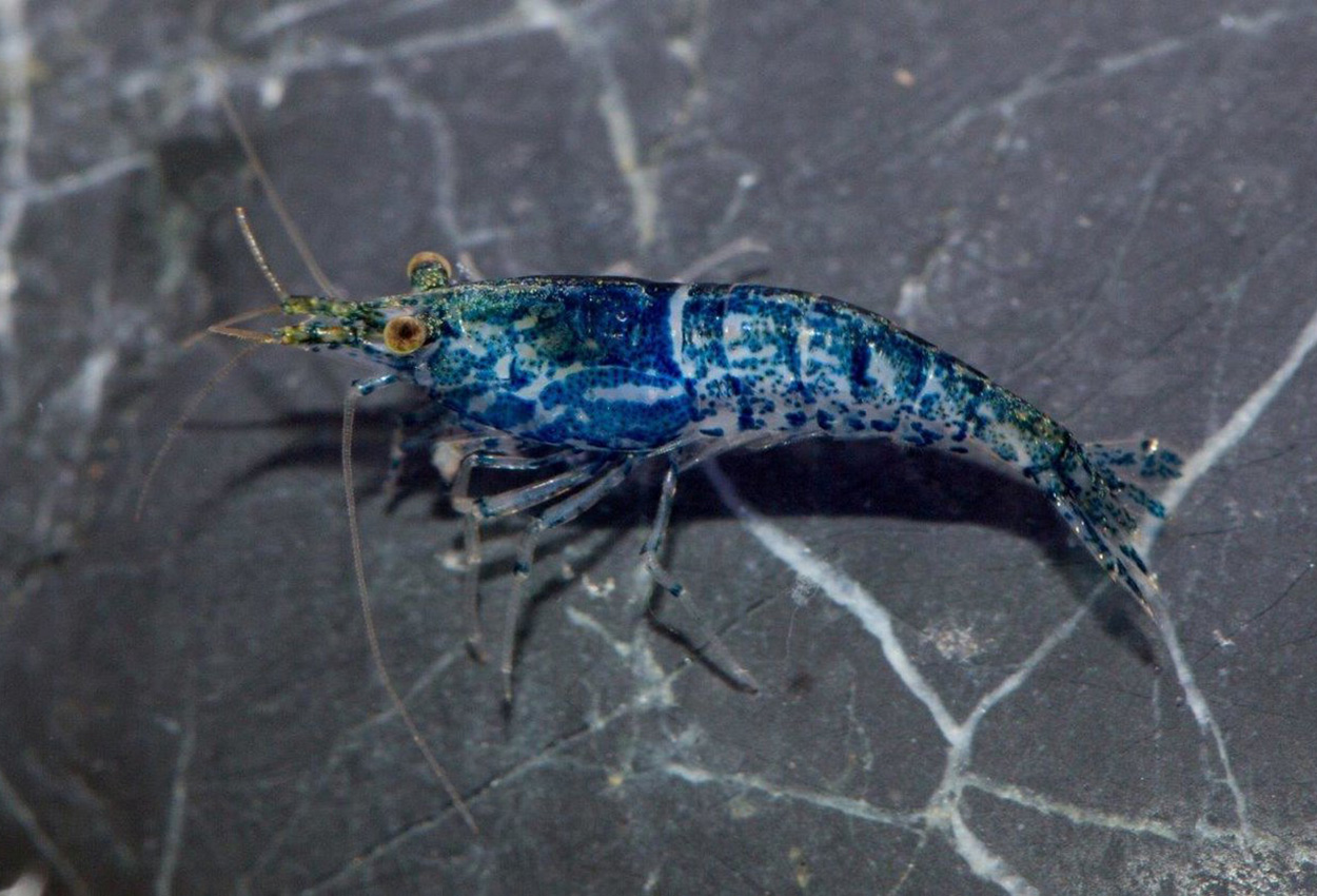 Foto på skaldjuret Neocaridina davidi  var. Navy blue