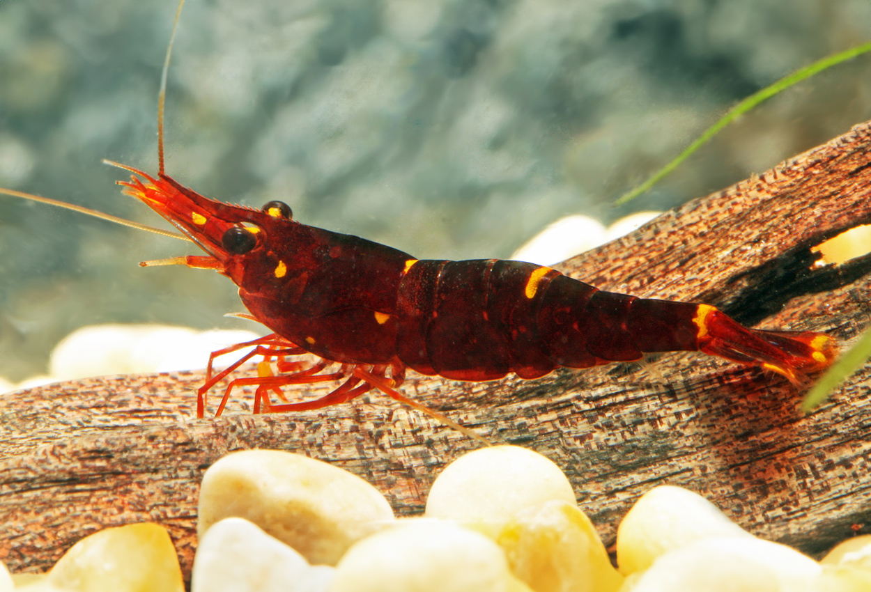 Foto på skaldjuret Caridina  spinata