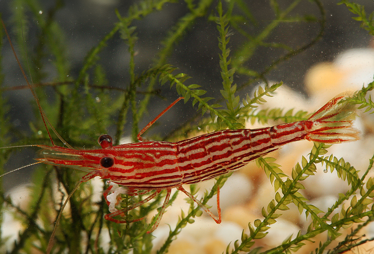 Foto på skaldjuret Caridina  striata, Towuti