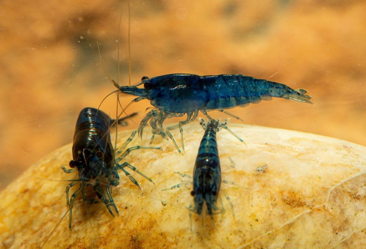 Foto på skaldjuret Neocaridina  sp. 'blue diamond'