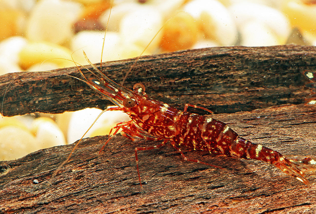 Foto på skaldjuret Caridina  glaubrechtii