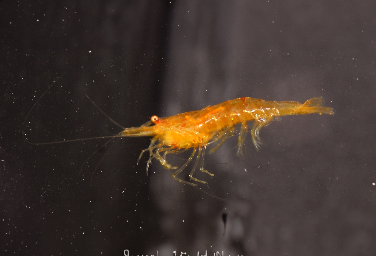 Mandarinräka, orange räka, propinqua