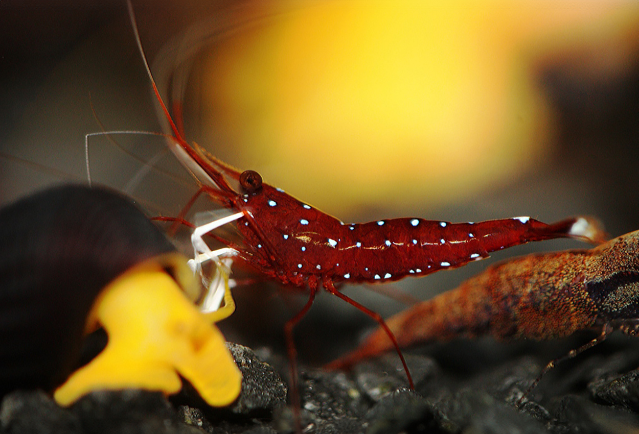 Foto på skaldjuret Caridina dennerli