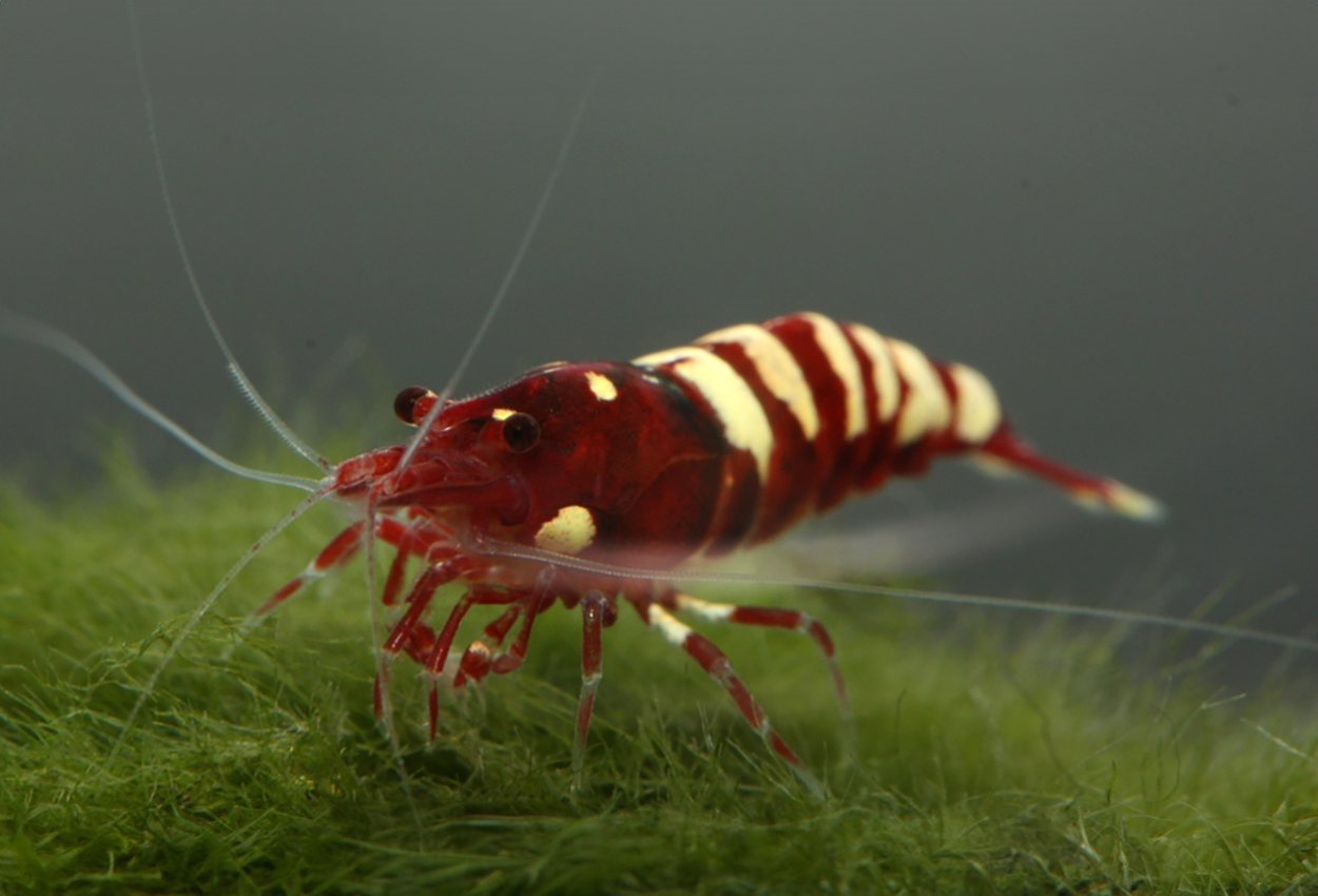 Red pinto zebra–räka, Taiwan bee-red pinto