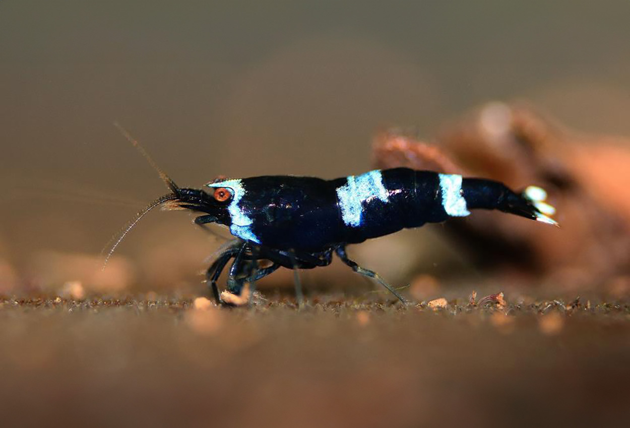 Foto på skaldjuret Caridina cf.cantonensis,cr.bl. King Kong blue shadow