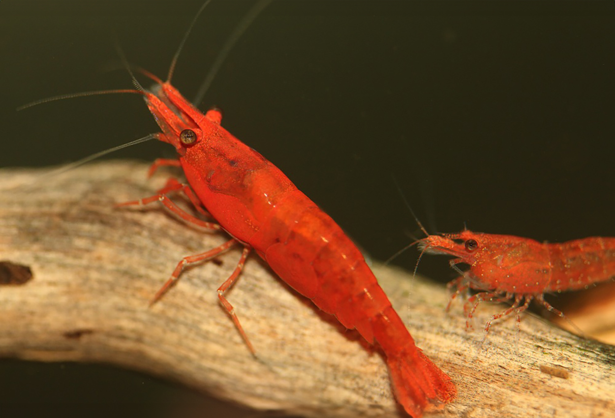 Foto på skaldjuret Neocaridina davidi, var. red fire sakura