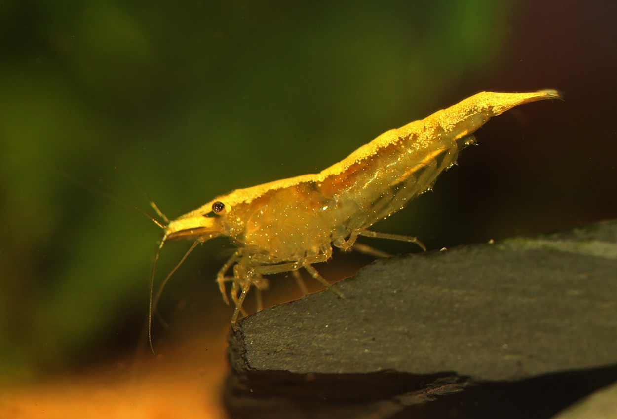 Foto på skaldjuret Neocaridina davidi, var. yellow sakura