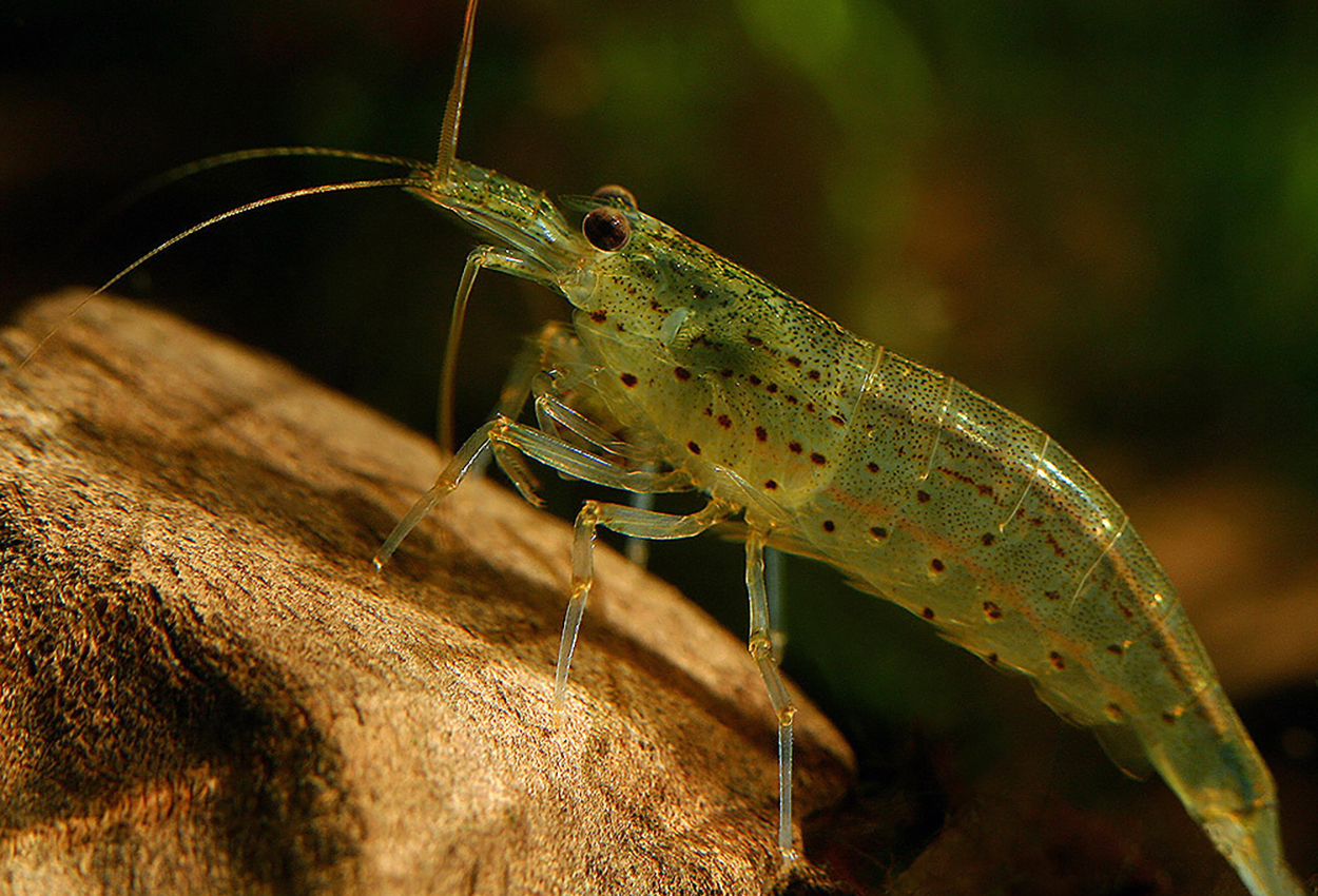 Foto på skaldjuret Caridina multidentata