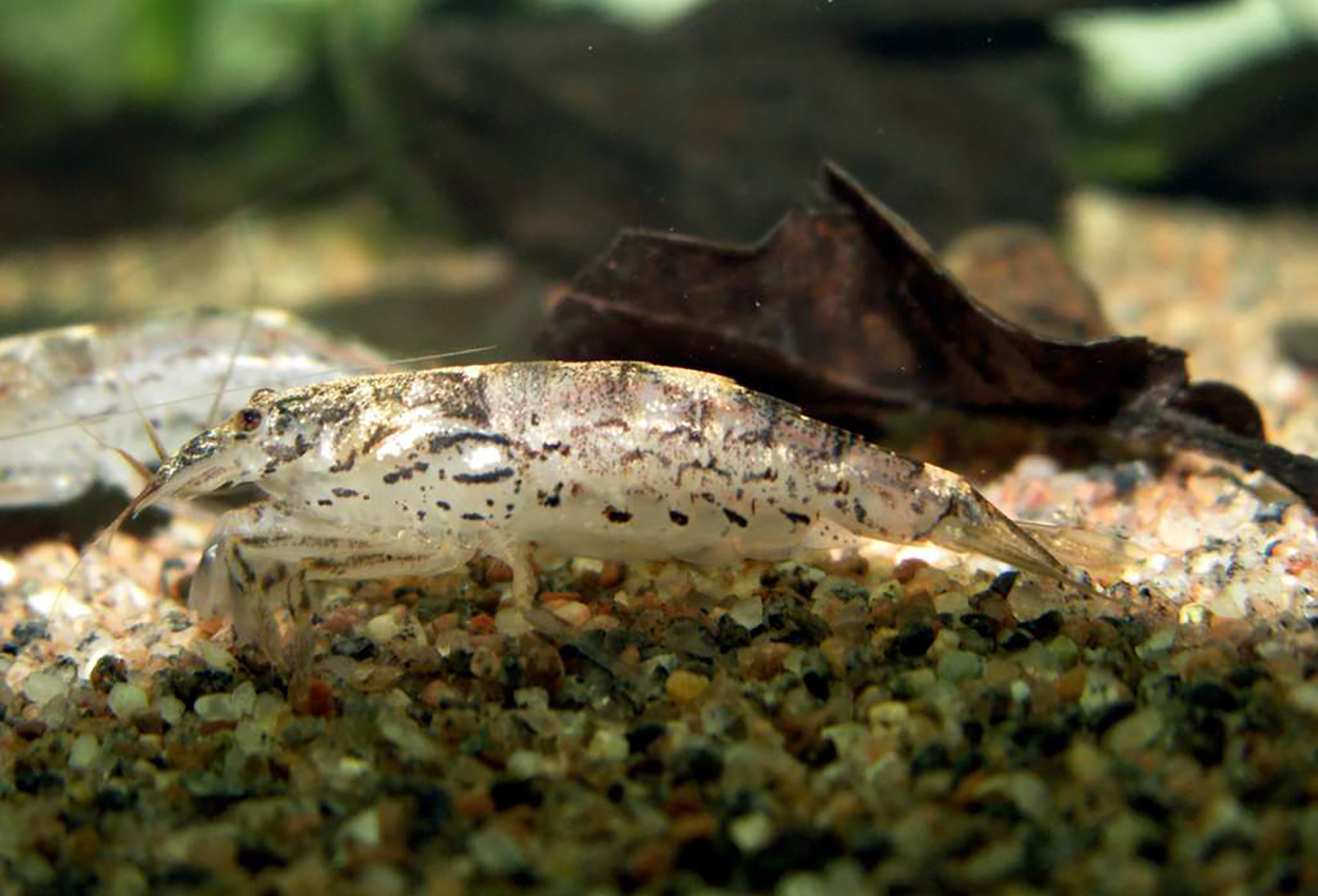 Foto på skaldjuret Atyoida pilipes