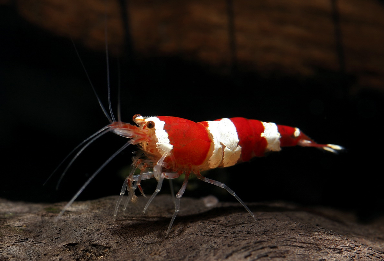 Foto på skaldjuret Caridina logemanni, var. Crystal red