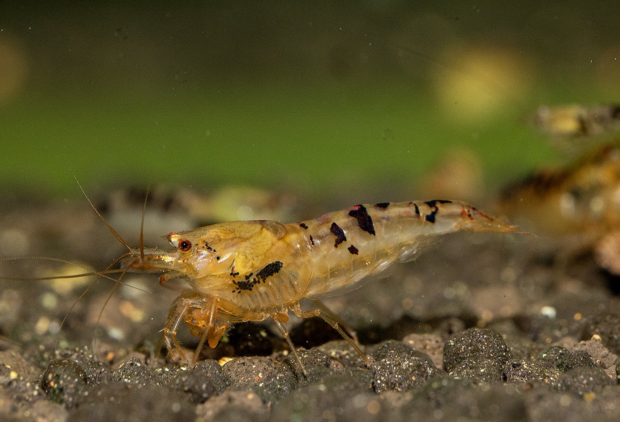 <i>Caridina</i> <i>logemanni</i>, var. black dragon