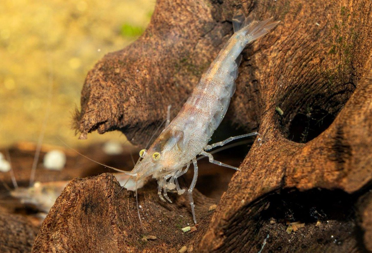 Foto på skaldjuret Caridina typus 