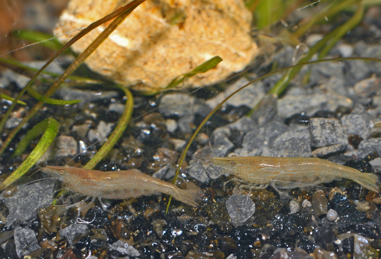 Foto på skaldjuret Caridina cf. babaulti, var. green