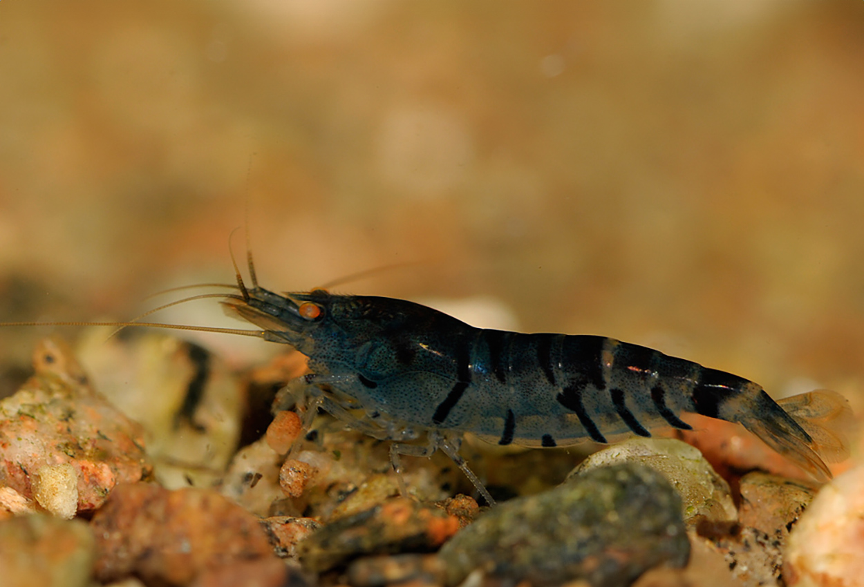 Blå tigerräka, mörkblå/ljusblå/deep blue tigerräka